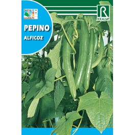 Semilla pepino alficoz