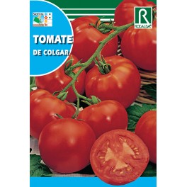 Semilla tomate de colgar