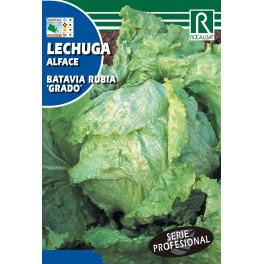 Semilla lechuga ratavia rubia grado (híbrida)