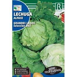 Semilla lechuga grandes lagos selección DEX