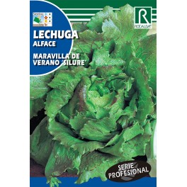 Semilla lechuga maravilla de verano "silure"