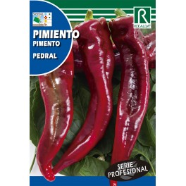 Semilla pimiento pedral