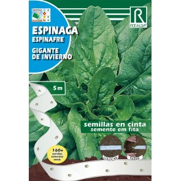 Semilla en cinta espinacas gigante de invierno