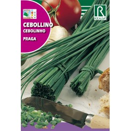 Semilla cebollino praga