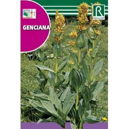 Semilla genciana