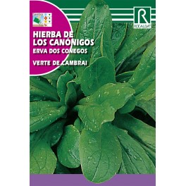 Semilla hierba de los canónigos verte de cambrai
