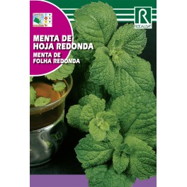 Semilla menta de hoja redonda