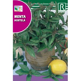 Semilla menta