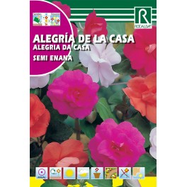 Semilla alegría de la casa semi enana