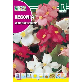 Semilla begonia sempreflorens