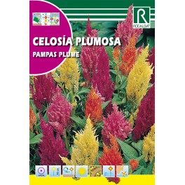 Semilla Celosía  Plumosa