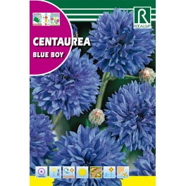 Semilla Centaurea blue boy