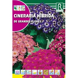 Semilla cineraria híbrida de grandes flores