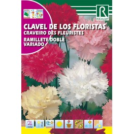 Semilla clavel de los floristas ramillete doble variado