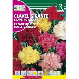Semilla clavel gigante enfant de nice doble variado