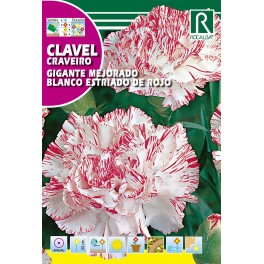 Semilla clavel gigante mejorado blanco estirado de rojo