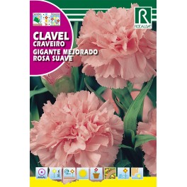 Semilla clavel gigante mejorado rosa suave