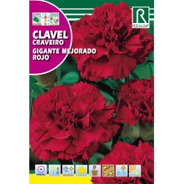 Semilla clavel gigante mejorado rojo