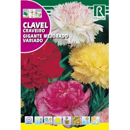 Semilla clavel gigante mejorado variado
