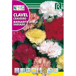 Semilla clavel margarita doble variado
