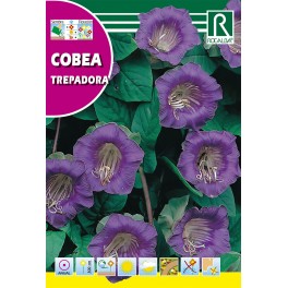 Semilla cobea