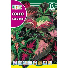 Semilla cóleo arco iris