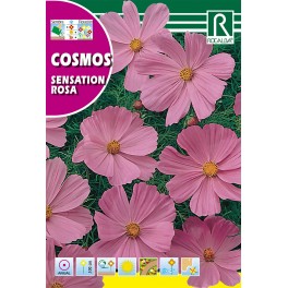 Semilla cosmos sensation purity