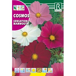 Semilla cosmos sensation mammoutr