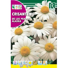 Semilla crisantemo de los prados Alaska