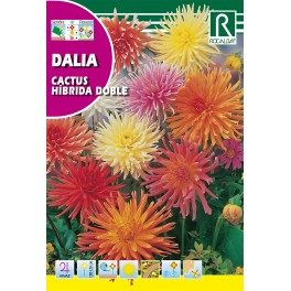 Semilla dalia cactus híbrida doble