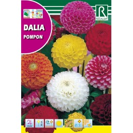 Semilla dalia pompon