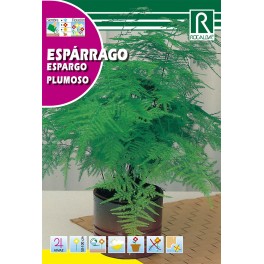 Semilla espárrago plumoso