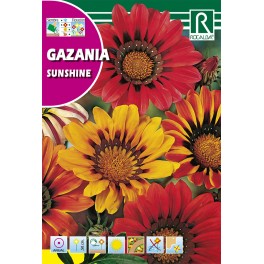Semilla gazania