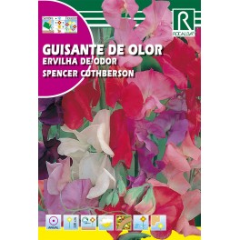 Semilla guisante de olor spencer cuthberson