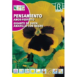 Semilla pensamiento gigante de Suiza amarillo con negro