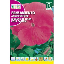 Semilla pensamiento gigante de Suiza rosa carmín