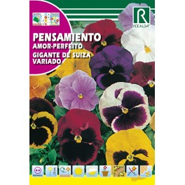 Semilla pensamiento gigante de Suiza variado