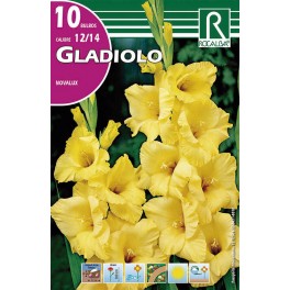 Bulbo de Gladiolo novalux  (cajetín 150 unidades)