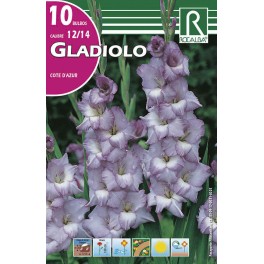 Bulbo de Gladiolo cote d'azur (cajetín 150 unidades)