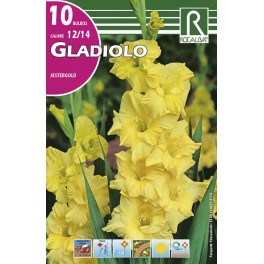 Bulbo de Gladiolo jestergold (cajetín 150 unidades)
