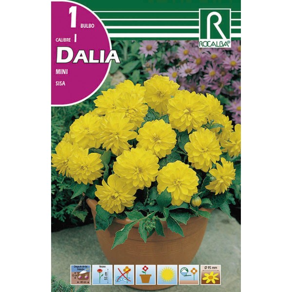 Bulbo de Dalia mini sisa (cajetín 25 unidades) - GardenProfesional