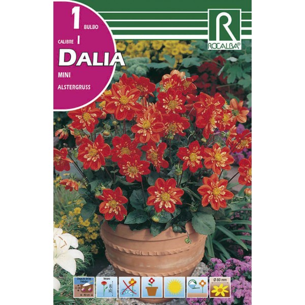 Bulbo de Dalia mini alstergruss (cajetín 25 unidades) - GardenProfesional