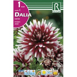 Bulbo de Dalia cactus pfitzer's joker (cajetín 25 unidades)