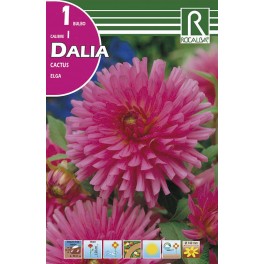 Bulbo de Dalia cactus elga (cajetín 25 unidades)