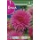 Bulbo de Dalia cactus elga (cajetín 25 unidades)