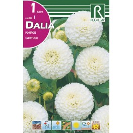 Bulbo de Dalia pompon snowflake (cajetín 25 unidades)
