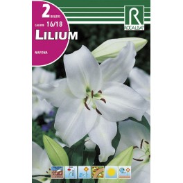 Bulbo de lilium navona (cajetín 40 unidades)