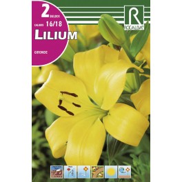 Bulbo de lilium gironde (cajetín 40 unidades)