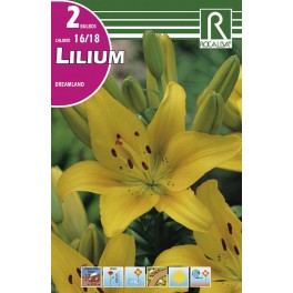 Bulbo de lilium dreamland (cajetín 40 unidades)