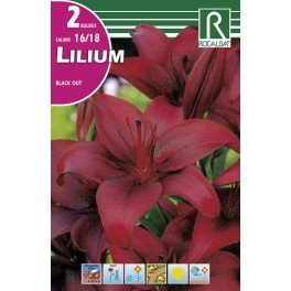 Bulbo de lilium black out (cajetín 40 unidades)